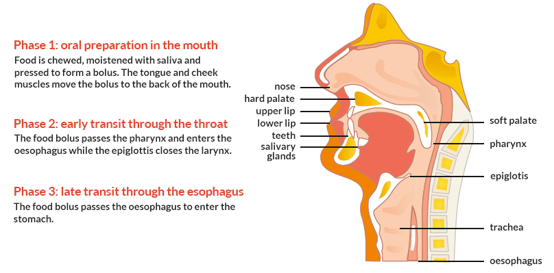 swallowing_process